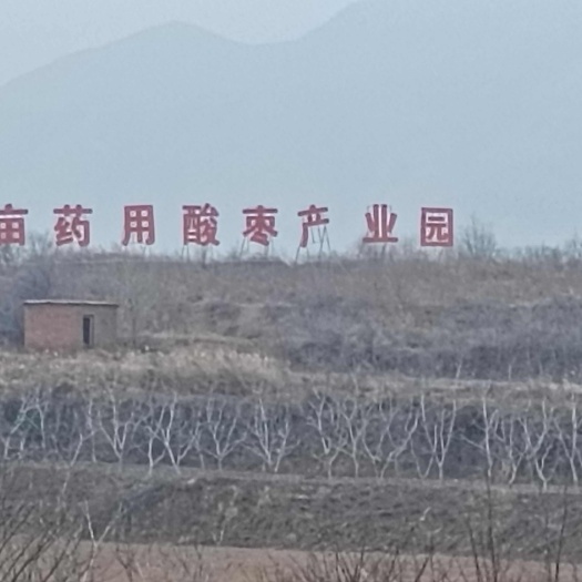 赞皇县酸枣苗产地直销 药用酸枣苗基地
