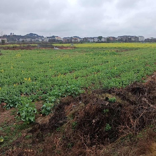 常宁市湘莲
