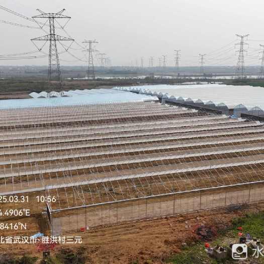 武汉250亩蔬菜连栋大棚出租