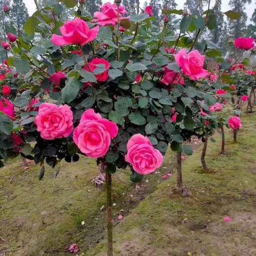 众鑫月季基地常年供应各种规格树状月季…月季杯苗…爬藤月季…