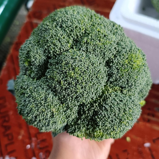 寿光市新鲜西兰花 产地直发潍坊寿光 健康食材绿色放心 蔬菜批发零售