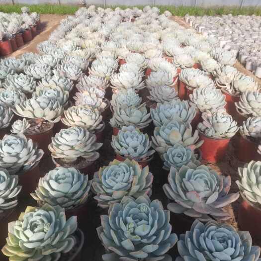 平乡县多肉植物白凤大老桩
