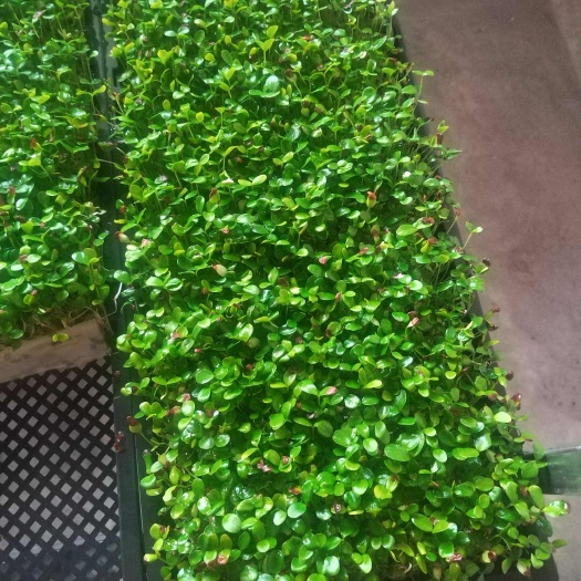临沭县山东临沂新鲜红油香椿芽 临沭县直发 当季蔬菜芽苗
