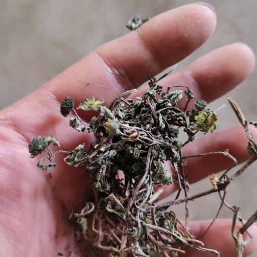 旱莲草