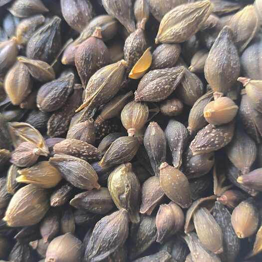 鄄城县连翘 无柄连翘 批发各种规格中药材 质量保证 量大从优