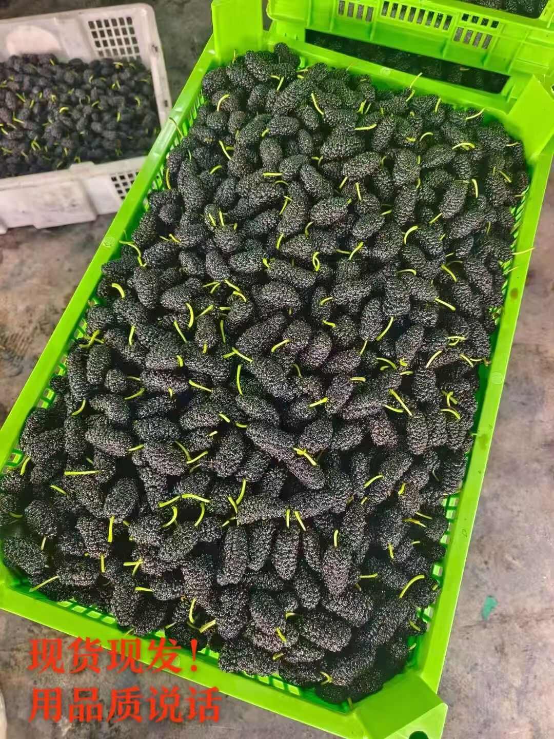 黑桑葚 桑葚果大量上市中新鲜水果