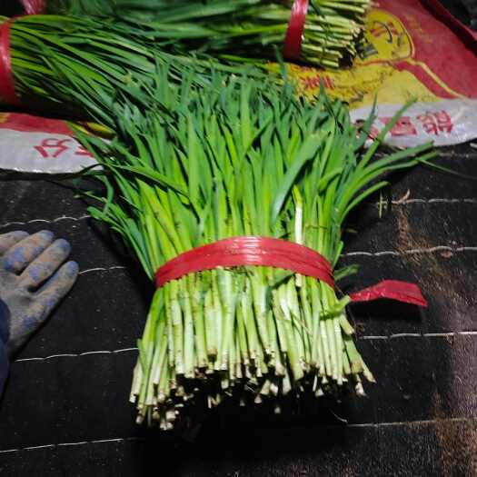 张家口精品韭菜大量供应需要联系速度联系