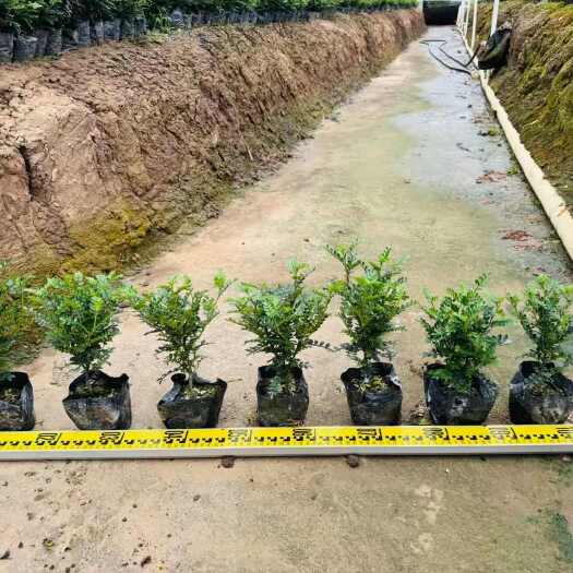 普宁市胡椒木5-10斤袋低价清场