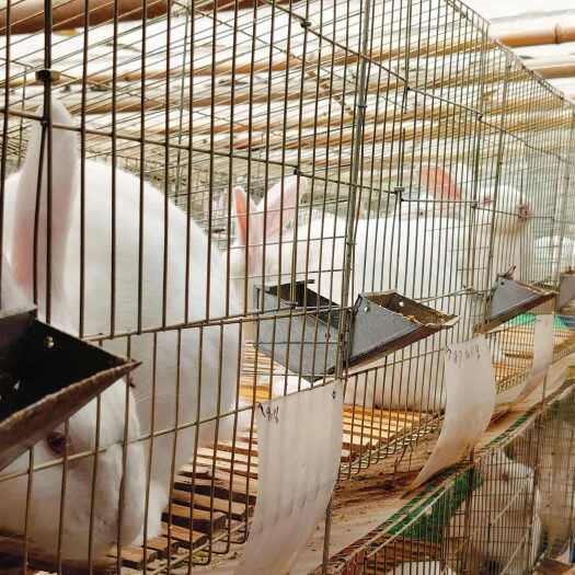 射洪市肉兔