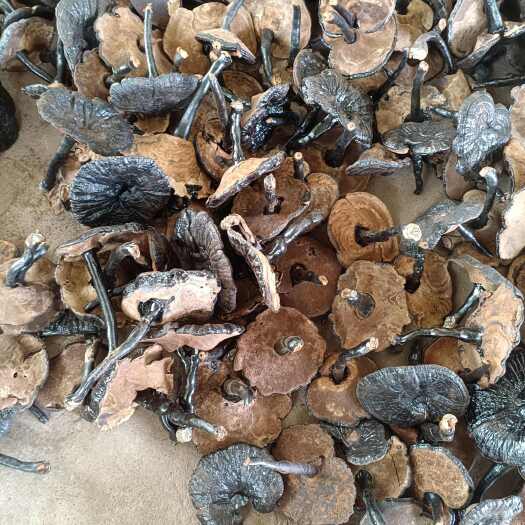 寻乌县紫灵芝黑灵芝长脚灵芝