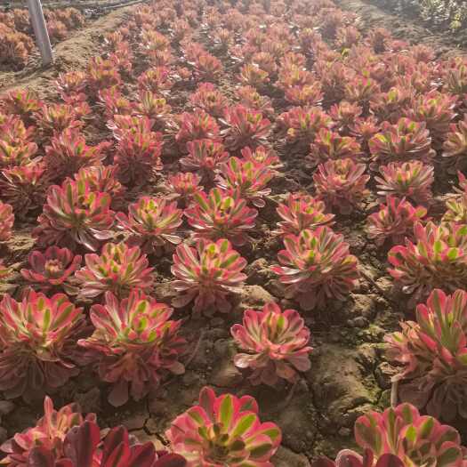 平乡县法师多肉植物