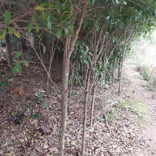九江桂花树3-5公分大量出售