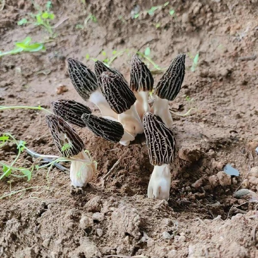 登封市河南郑州登封羊肚菌干货批发零售
