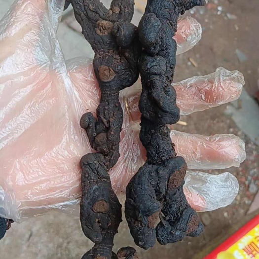 博罗县九蒸九晒姜黄精长条精选
