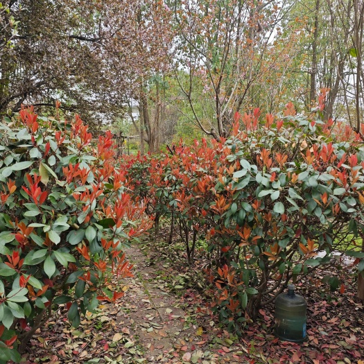 汉中红叶石楠