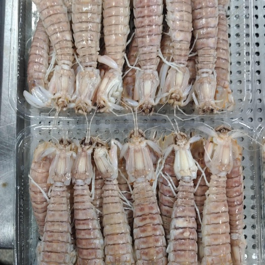 北海活煮皮皮虾！大膏、中膏