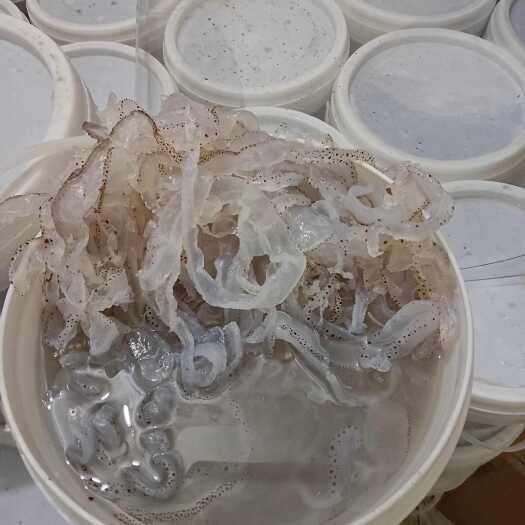 北海海蛰
