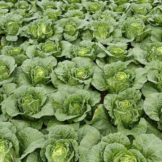 黄心白菜