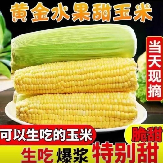 南宁甜玉米新鲜棒包谷黏玉米新鲜水果玉米批发包邮