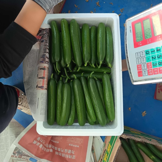 菏泽水果小黄瓜