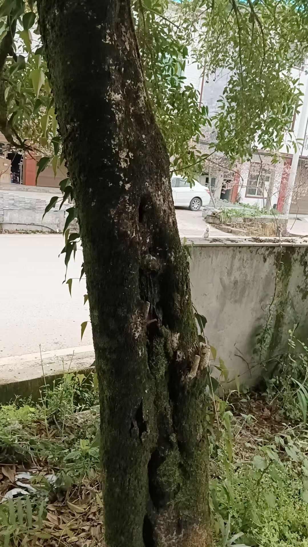 重庆酉阳优质八月桂苗木 健壮乔木桂花树