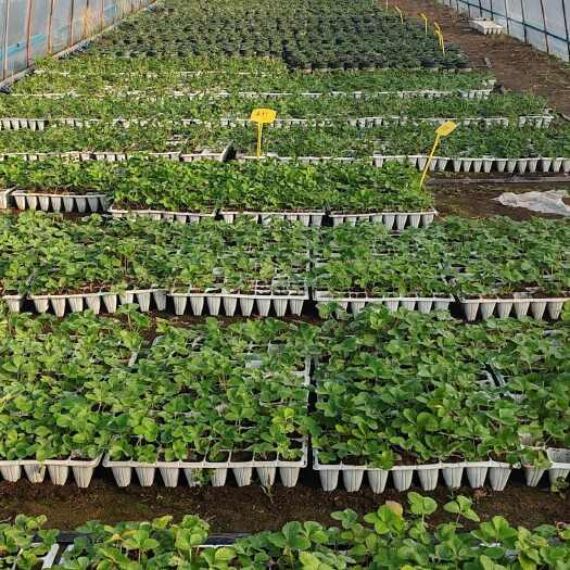 诸城市草莓穴盘苗：隋珠、越秀、天使八号