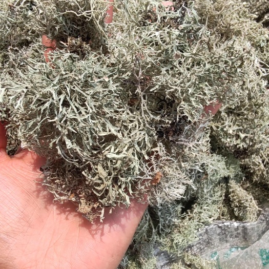 楚雄市云南野生，生树胡子，树花菜，树皮菜现货鲜鲜生树花菜干货