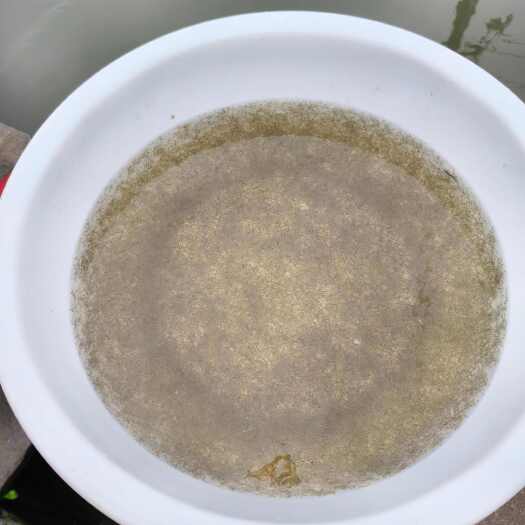 宁乡市鲤鱼水花