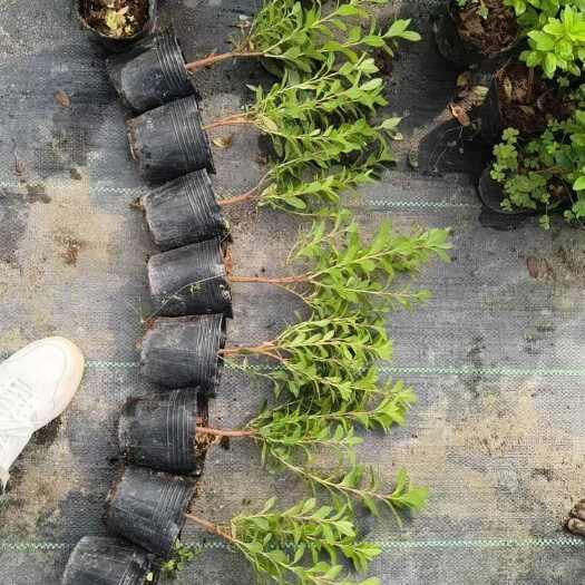 漳州漳州龙海区优质西洋杜鹃灌木苗木基地直销