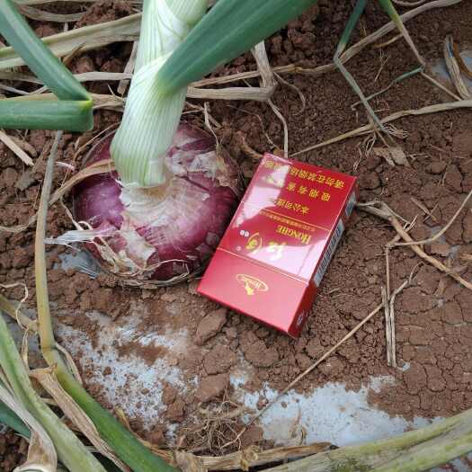 泸西县红皮洋葱