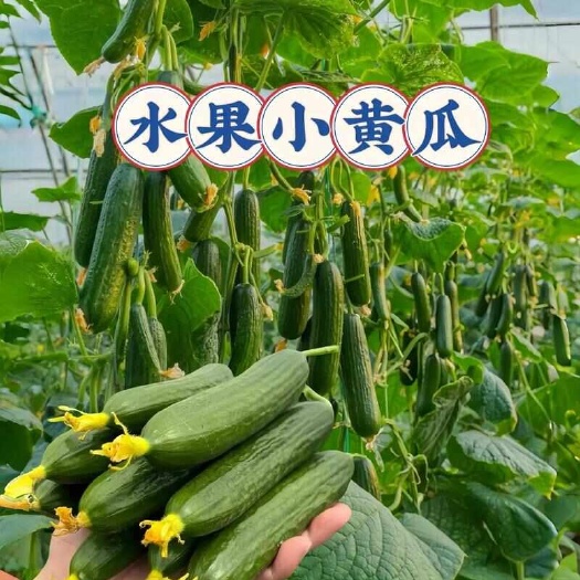 宁陵县荷兰水果黄瓜
