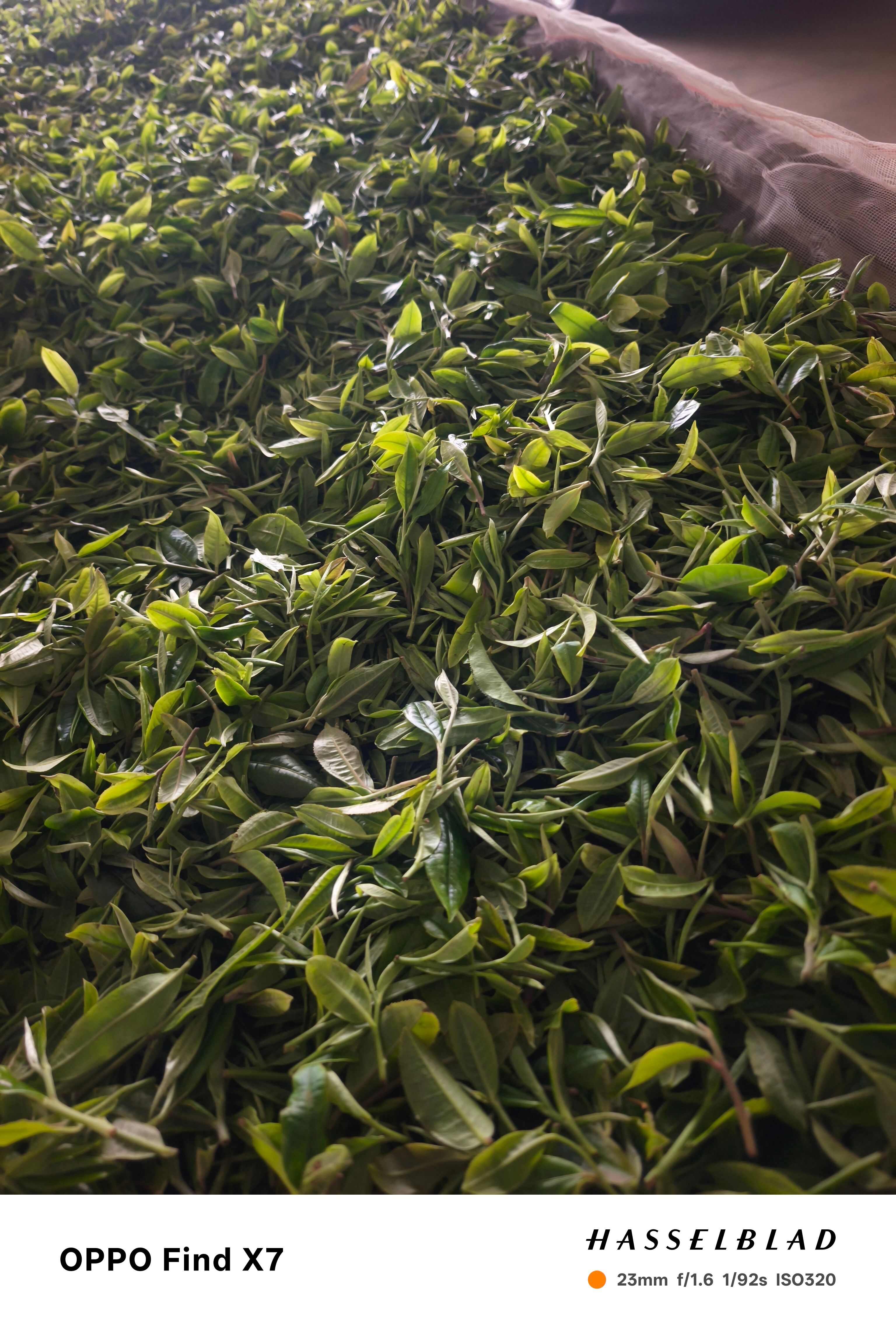 普洱生茶
