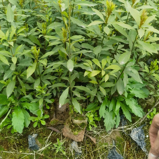 重庆江津区优质桢楠袋苗/楠木袋苗基地直销