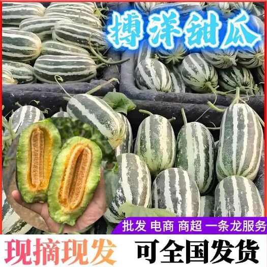 内黄县博洋9上市中、随到随装车、新鲜采摘、甜瓜基地、河南安阳内黄县