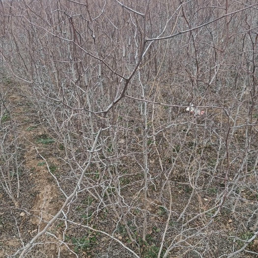 赞皇县酸枣苗基地 酸枣苗批发 药用酸枣苗产地直销