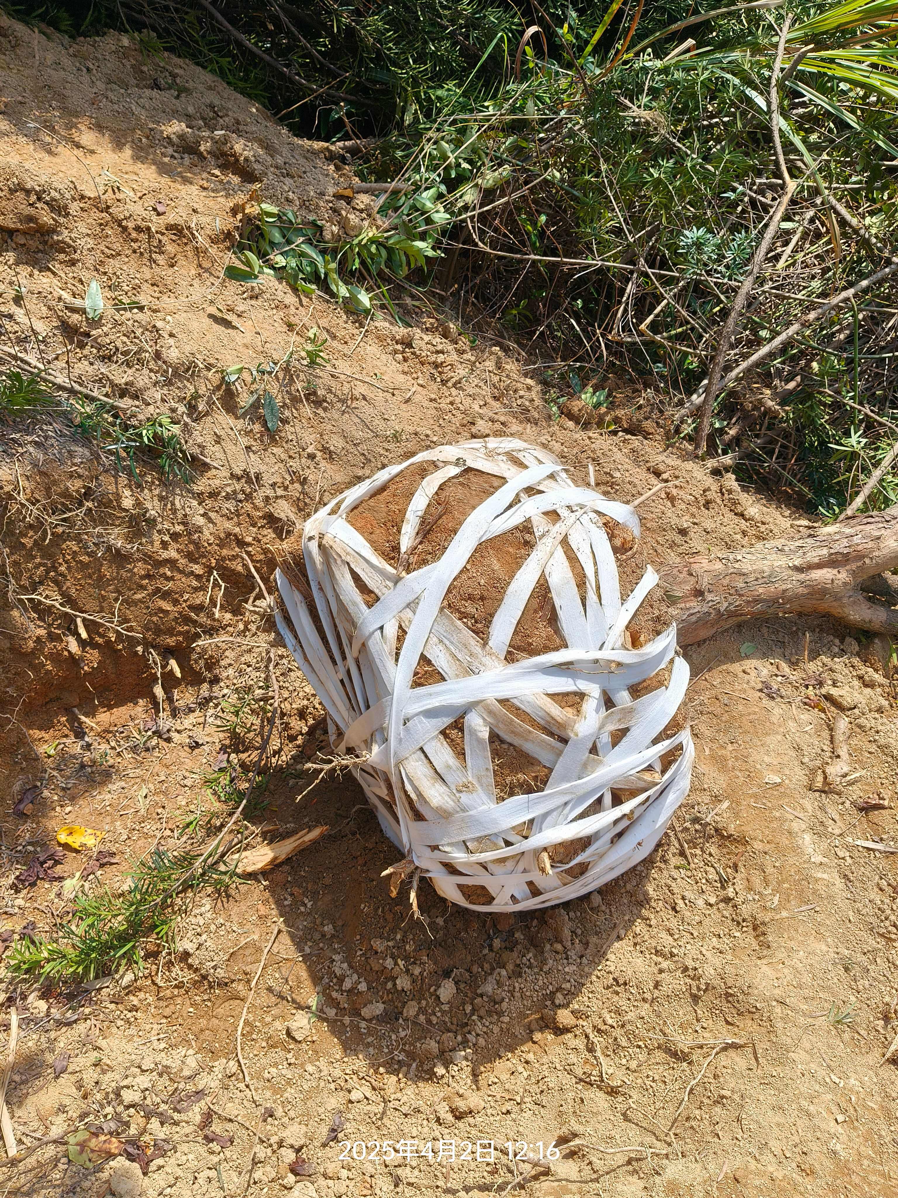 永丰县罗汉松景观树球直径10-20cm左右