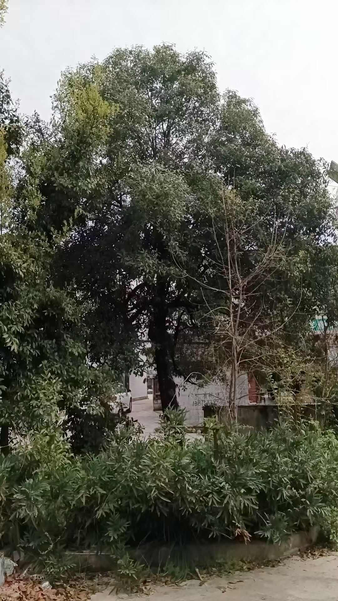 重庆酉阳优质八月桂苗木 健壮乔木桂花树