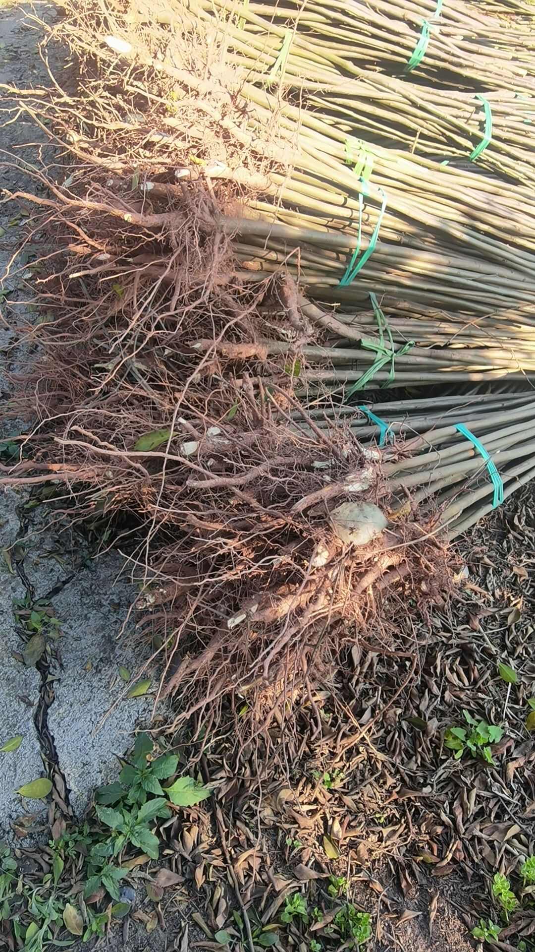 重庆江津供应复羽叶栾树苗木 林木种子许可证经营 可放心采购