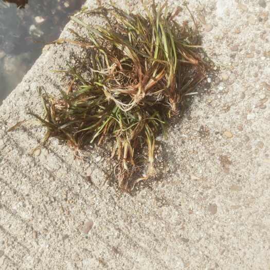 荔浦市苦草，四季矮生苦草，大苦草等，各种高品质水生植物长期大量供应
