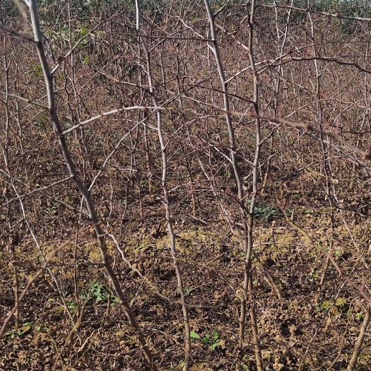 赞皇县药用酸枣苗基地 酸枣苗批发 酸枣苗产地直销