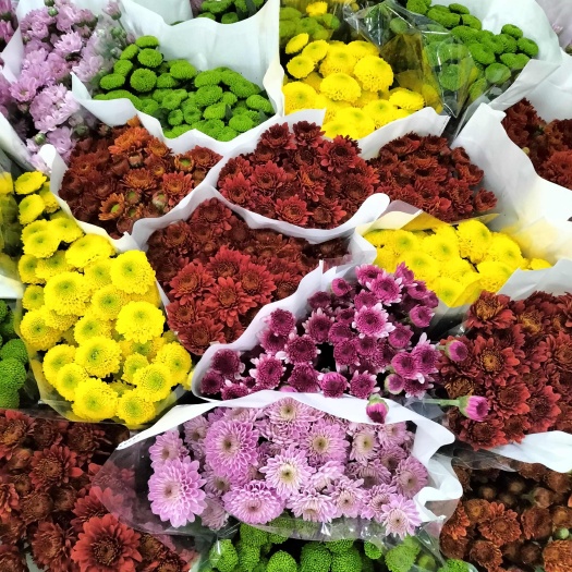 昆明小菊