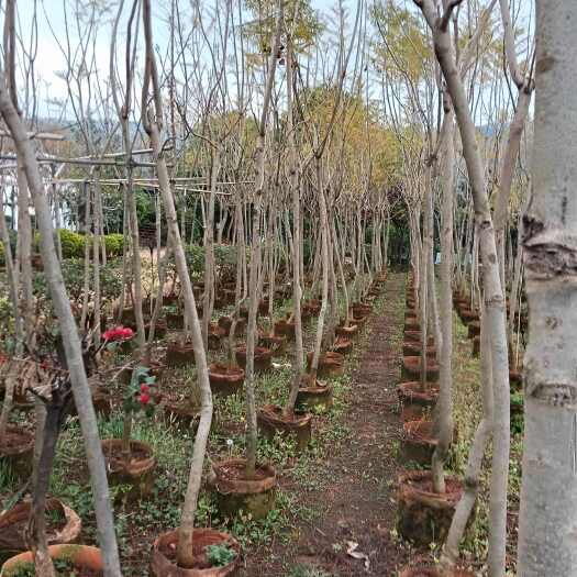 宜良县蓝花楹