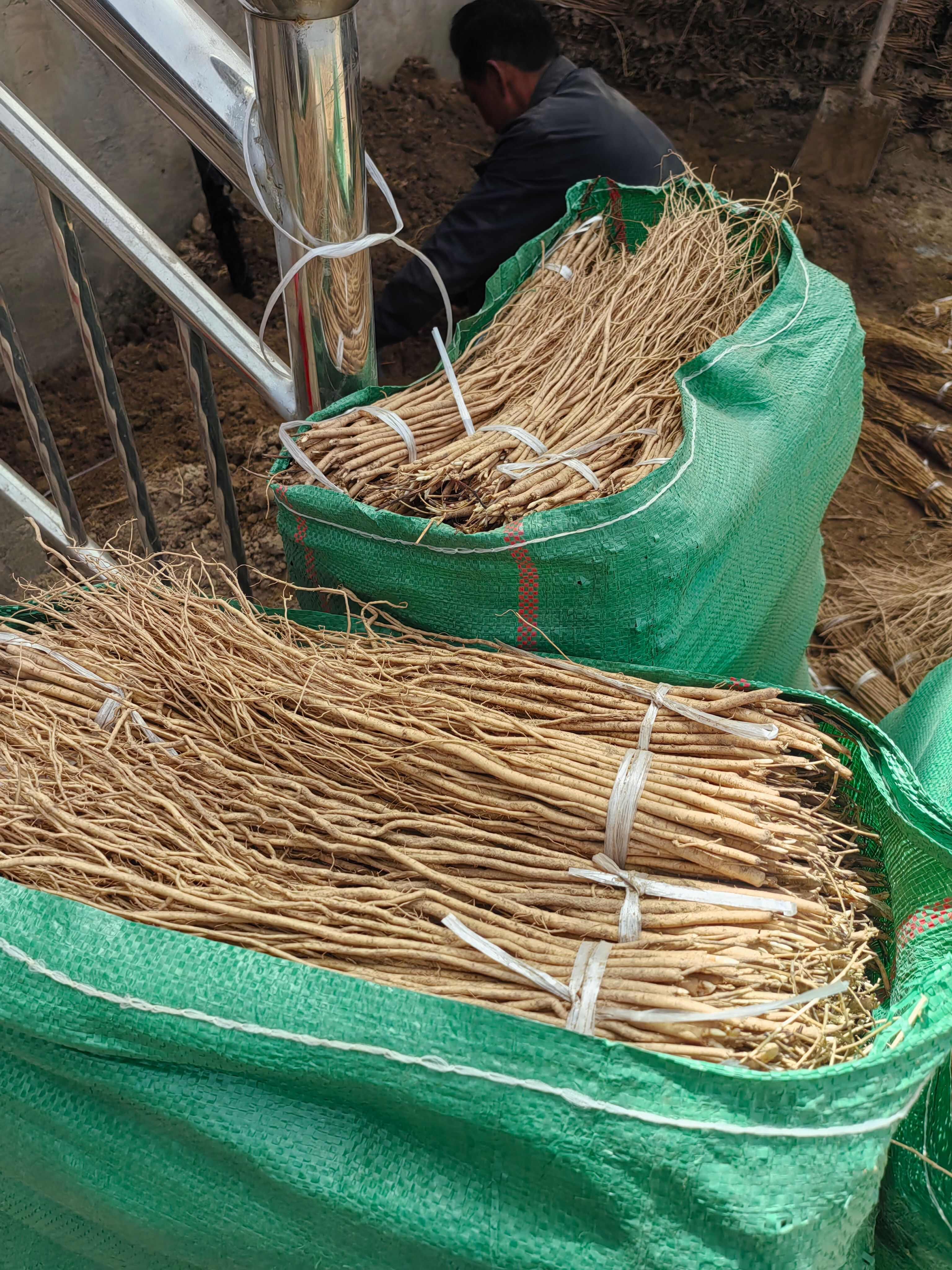 黄芪种苗优选甘肃岷县苗子，中药材种植理想选择