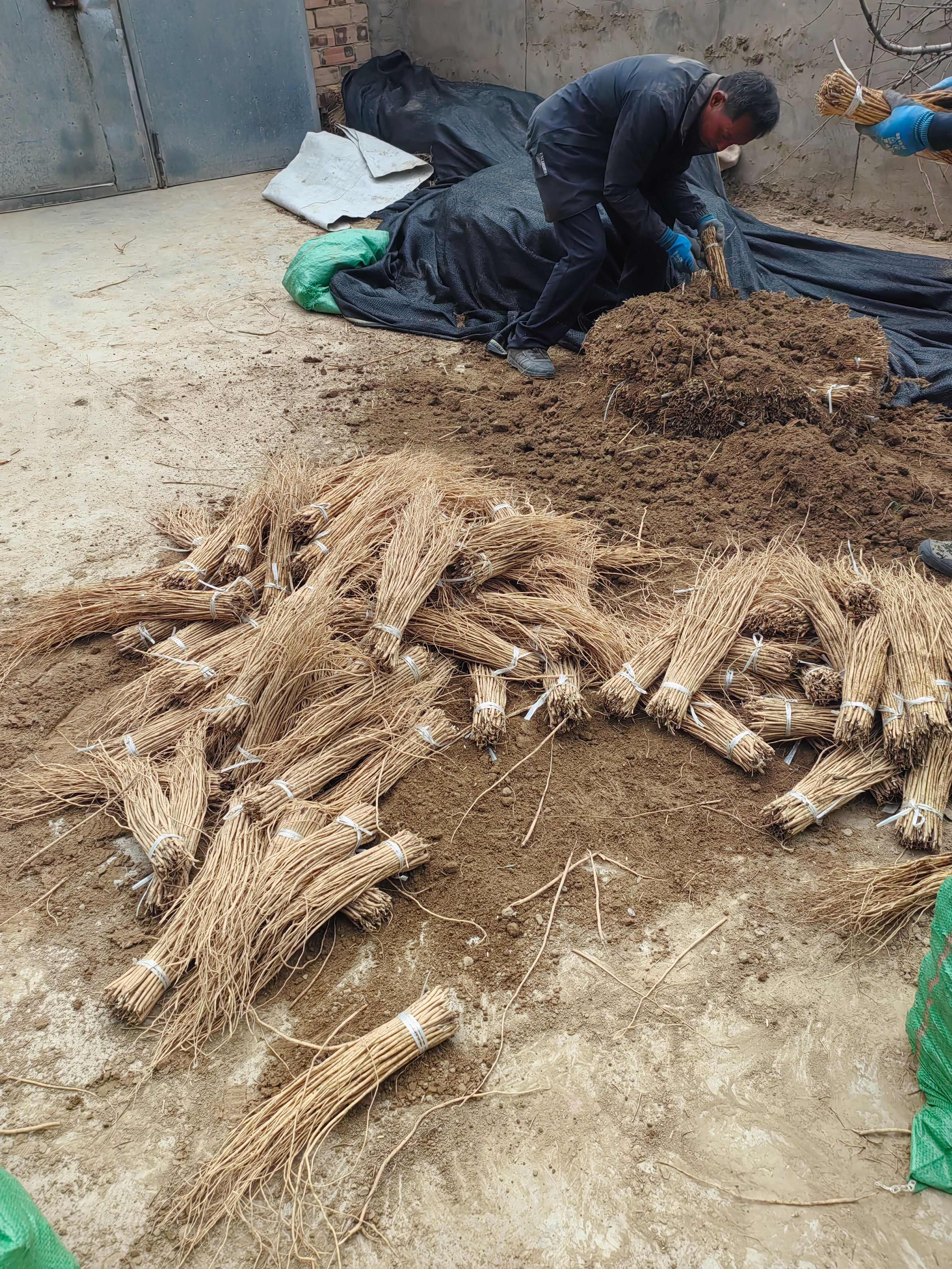 黄芪种苗优选甘肃岷县苗子，中药材种植理想选择
