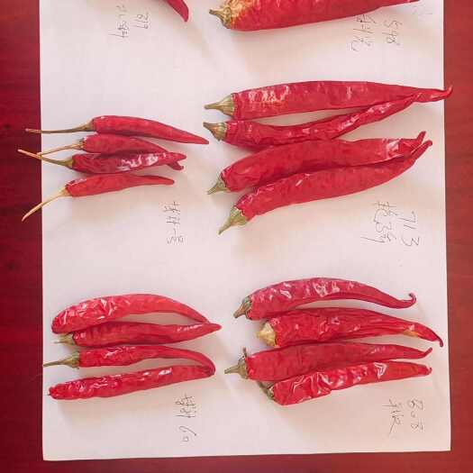 巴彦淖尔朝天干椒，满天星，艳椒，打粉货