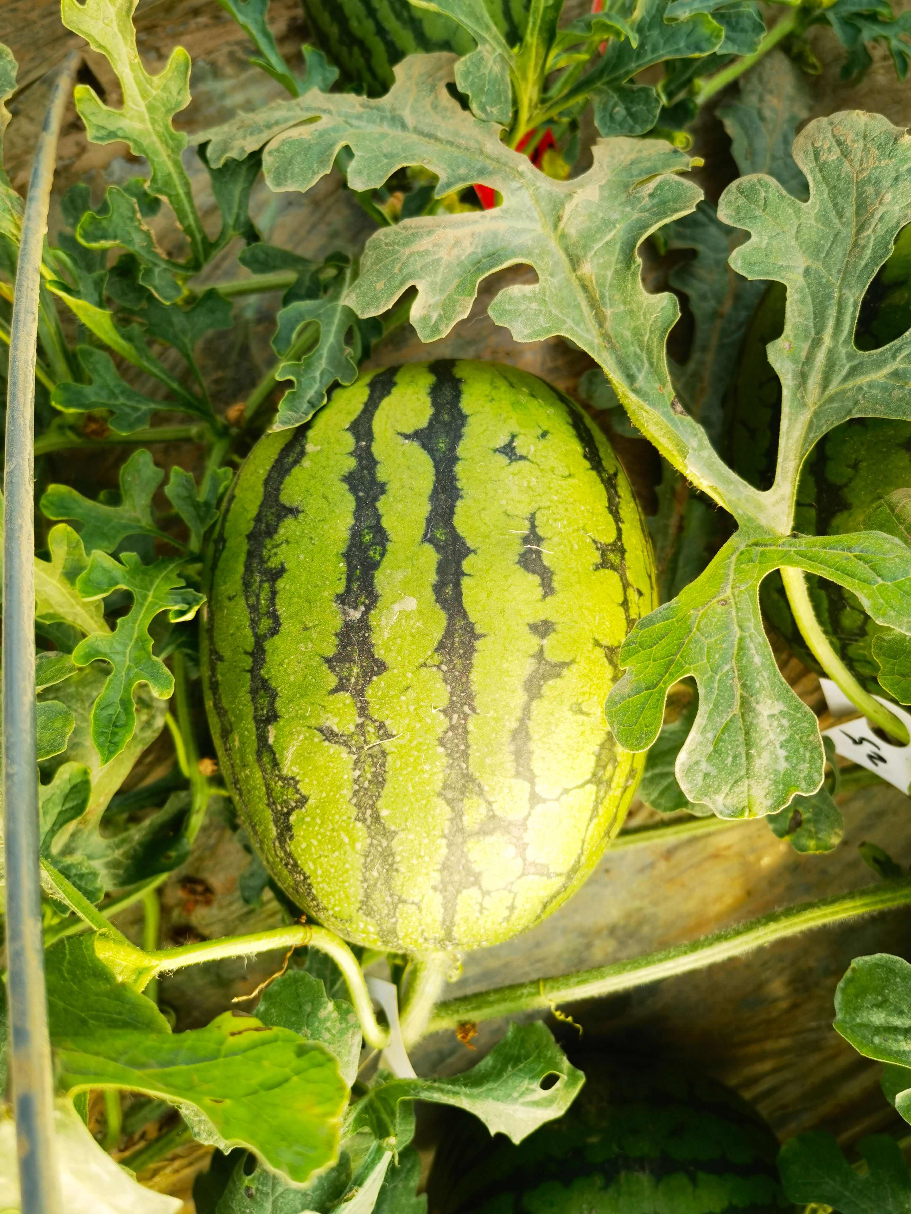 全美2k 小糖丸 早春红玉