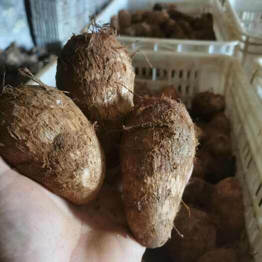 莱阳市芋头有货大中小都有8520价格面议，一把一无三五三气三气酒
