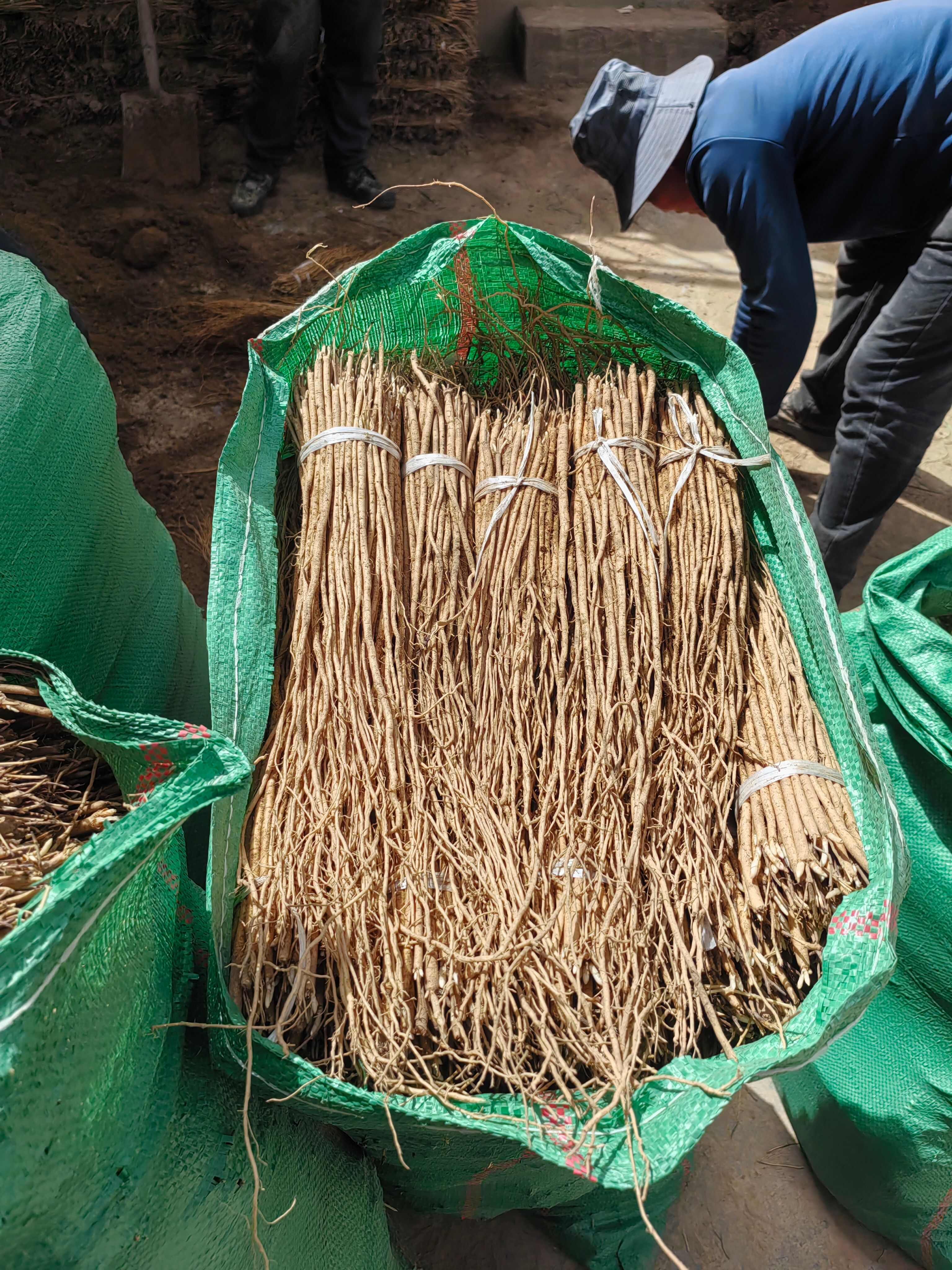 黄芪种苗优选甘肃岷县苗子，中药材种植理想选择