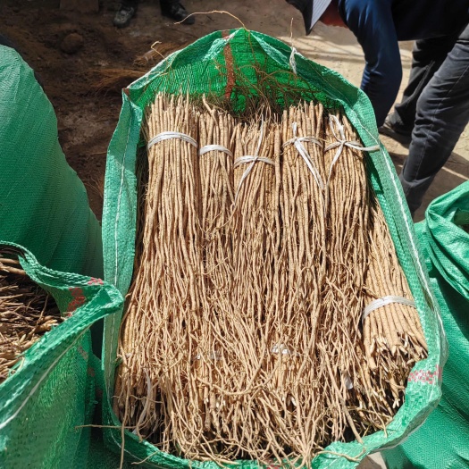 黄芪种苗优选甘肃岷县苗子,中药材种植理想选择