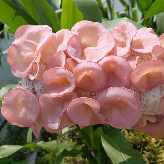 金乡县粉耳菌包 粉耳菌棒 木耳菌包 蘑菇菌棒